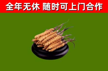定海区回收散虫草